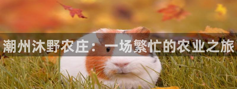 天顺娱乐铣愿裙么