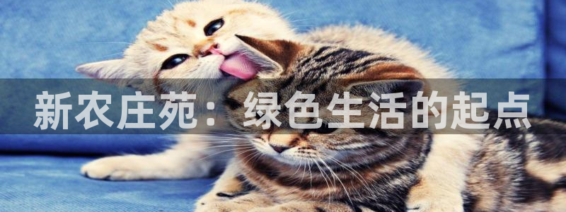 娱乐主播聊天顺序怎么排
